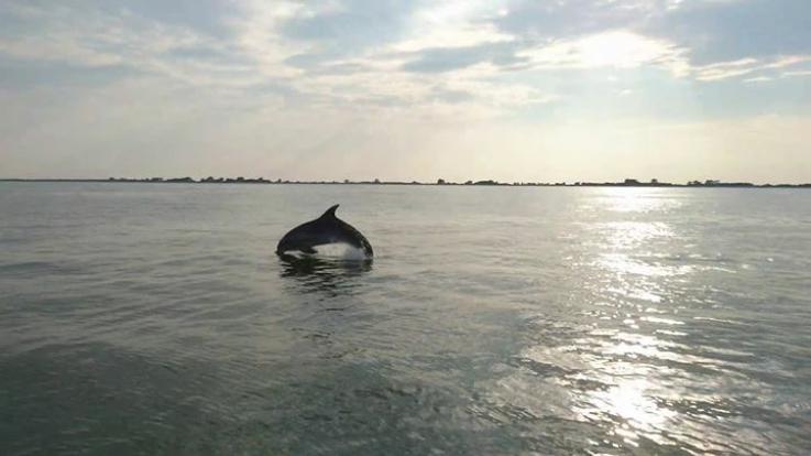 Delta del Po Sup Adventures360- Delfini nel Delta del Po