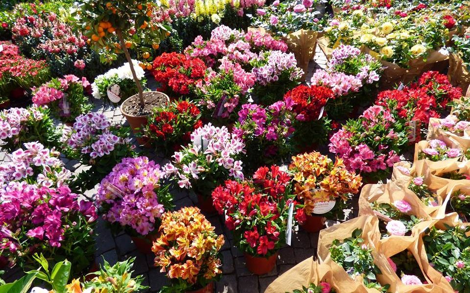 Adria in fiore-Fiori