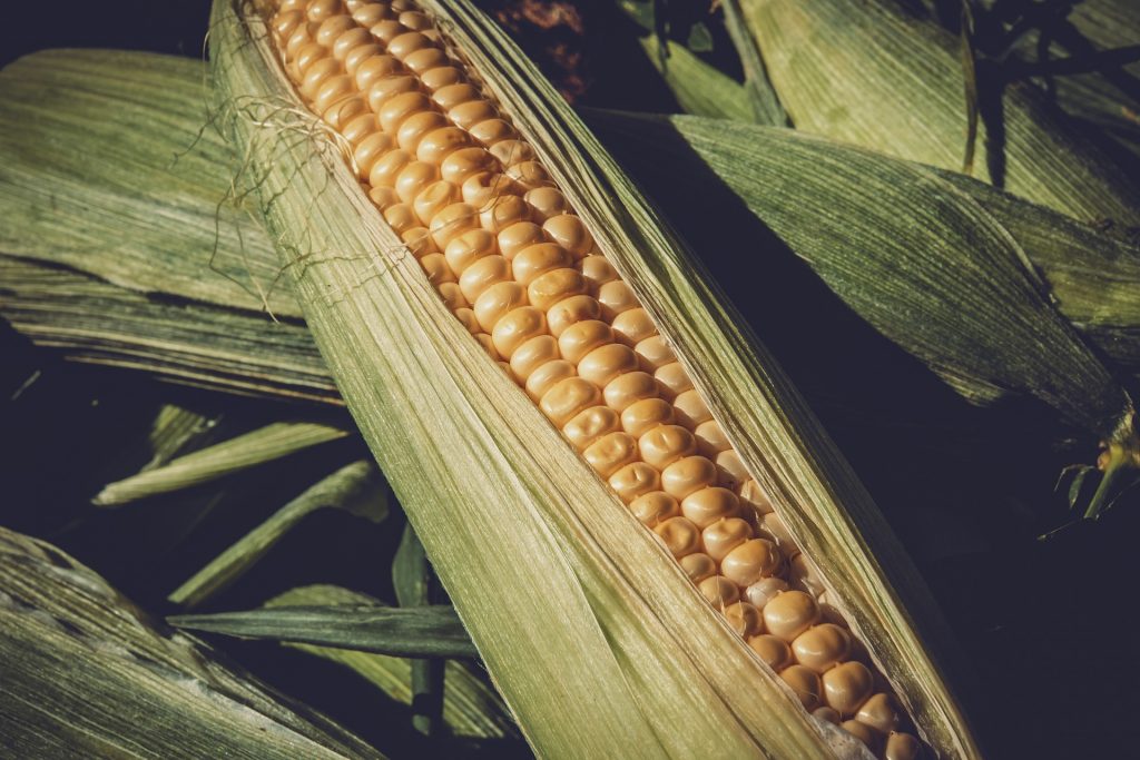 La polenta una storia da raccontare Pannocchia di mais
