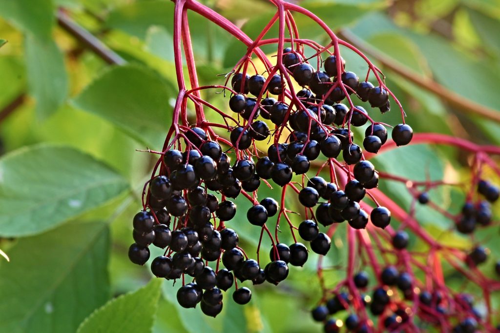Confetture dei frutti dimenticati Sambucus