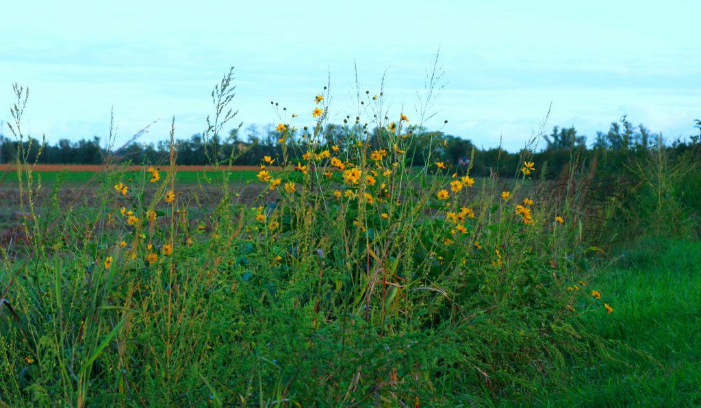 Campagna Con Tabinambur