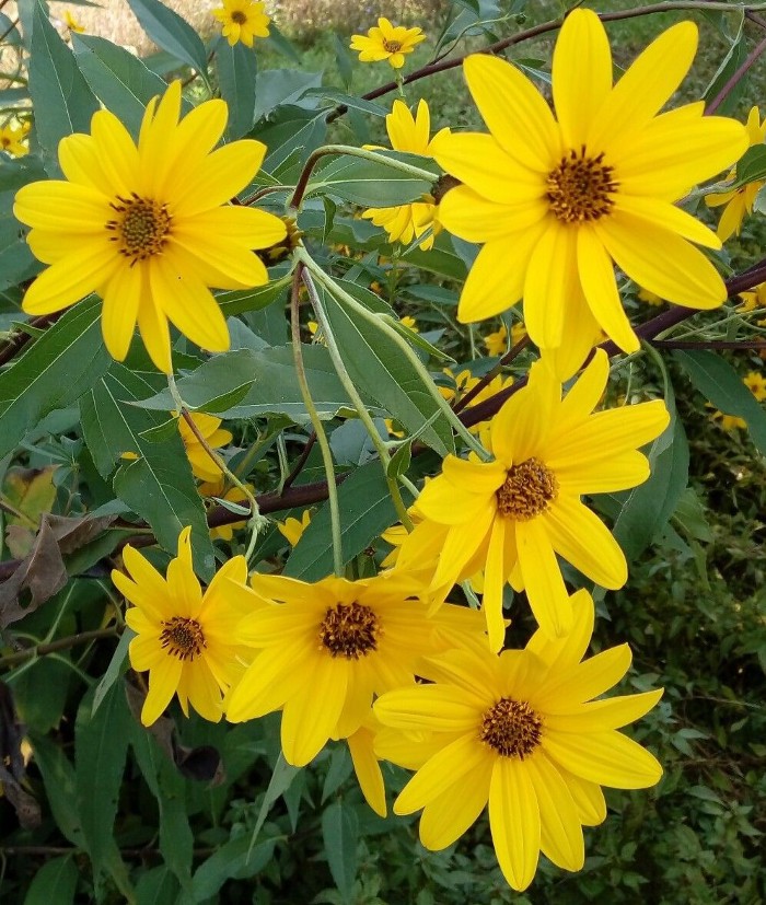 Gusti e sapori d'autunno Tabinambur Fiori