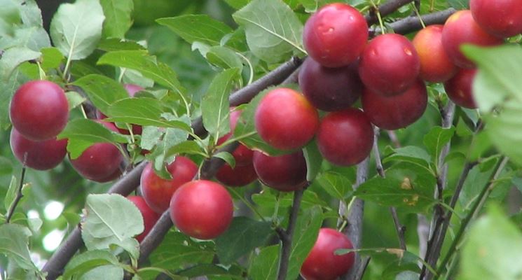 La frutta del Delta del Po Amolo