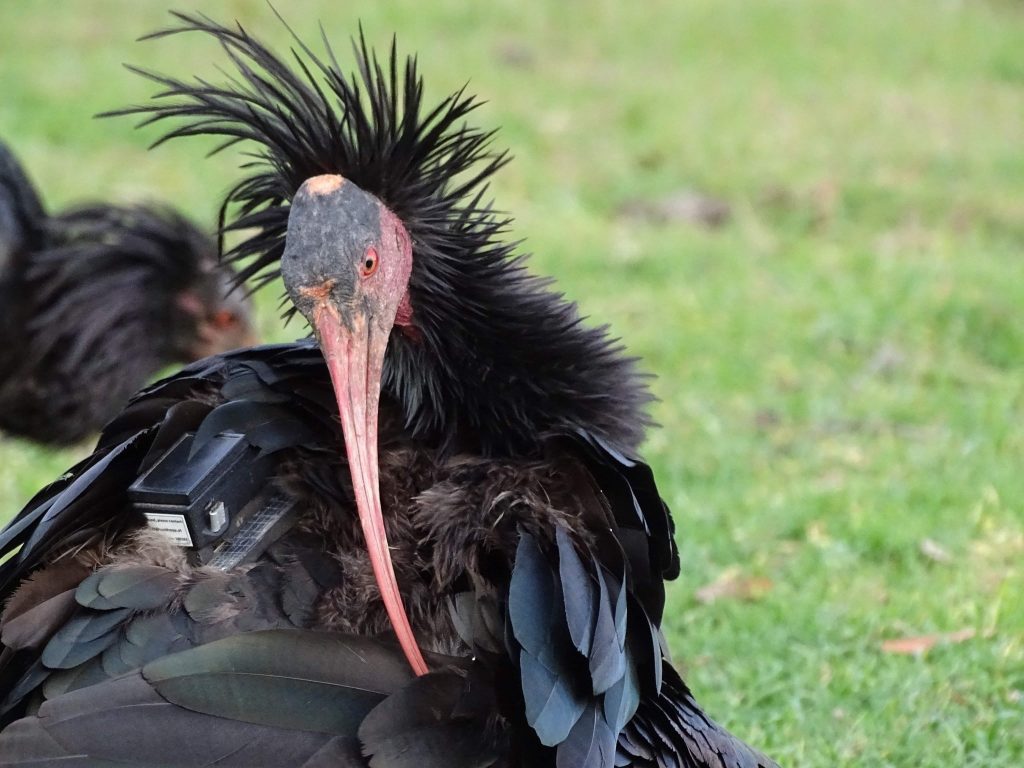 Ibis Eremita Radiocontrollato