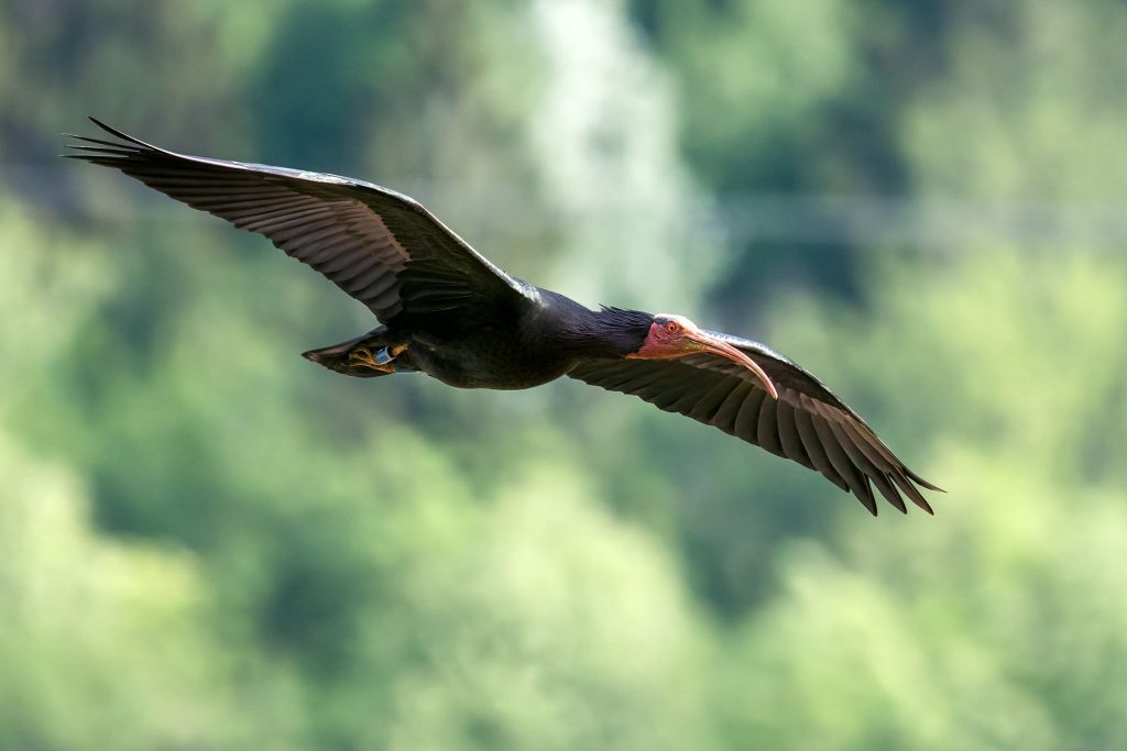 Ibis In Volo