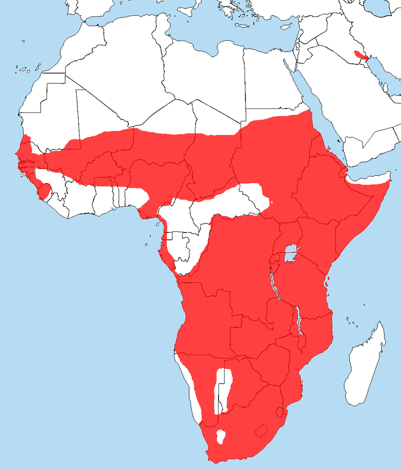 Sacredibisrangemap