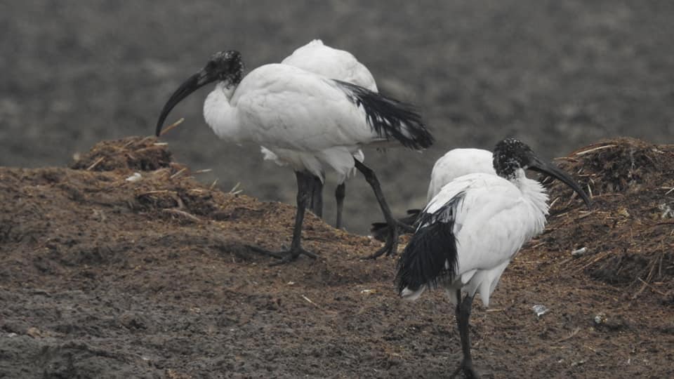 Ibis Quattro