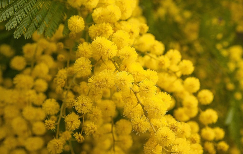 8 Marzo Mimosa