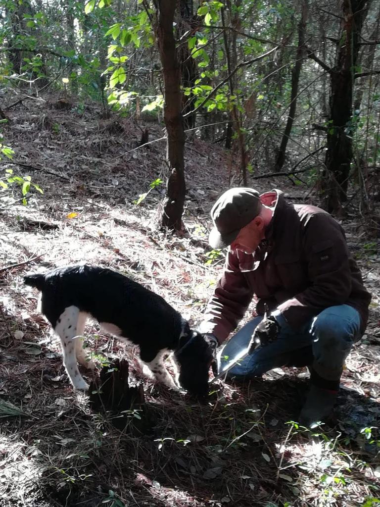 Delta è gusto Cane Al Lavoro