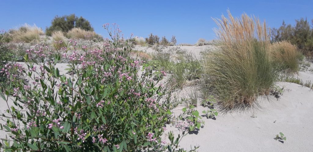 Dune Fratino Con Apocino
