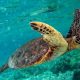 Green Turtle Swimming I