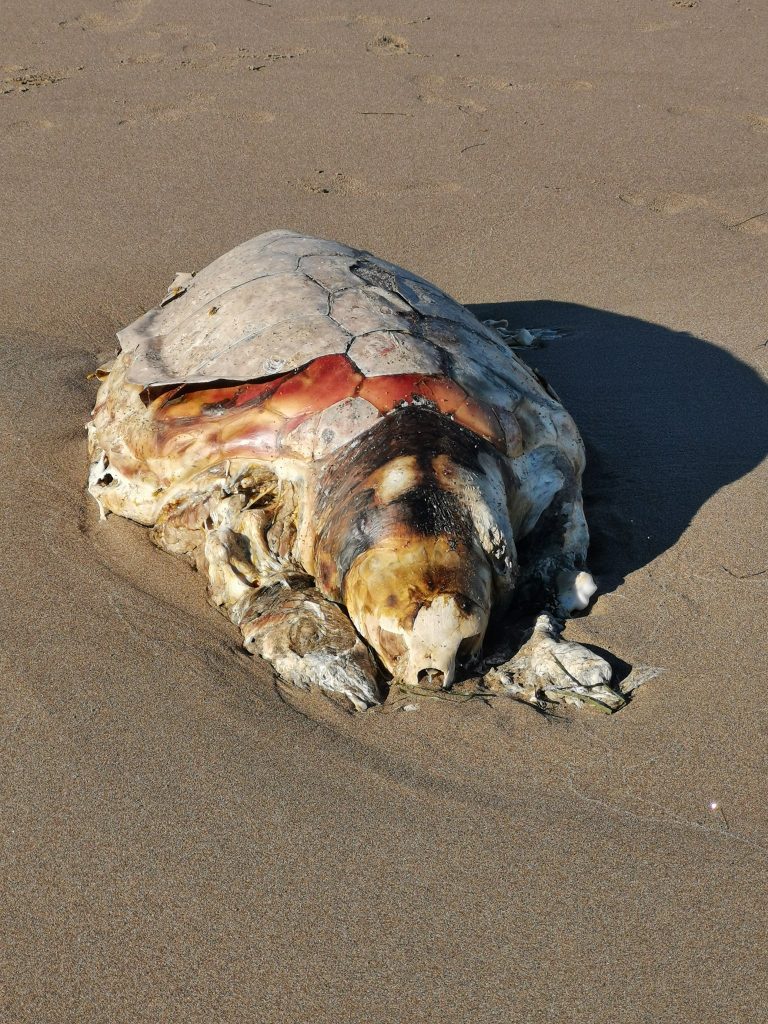 le-tartarughe-marine-nidificano-nel-delta-del-po Careta Careta Spiaggiata Morta
