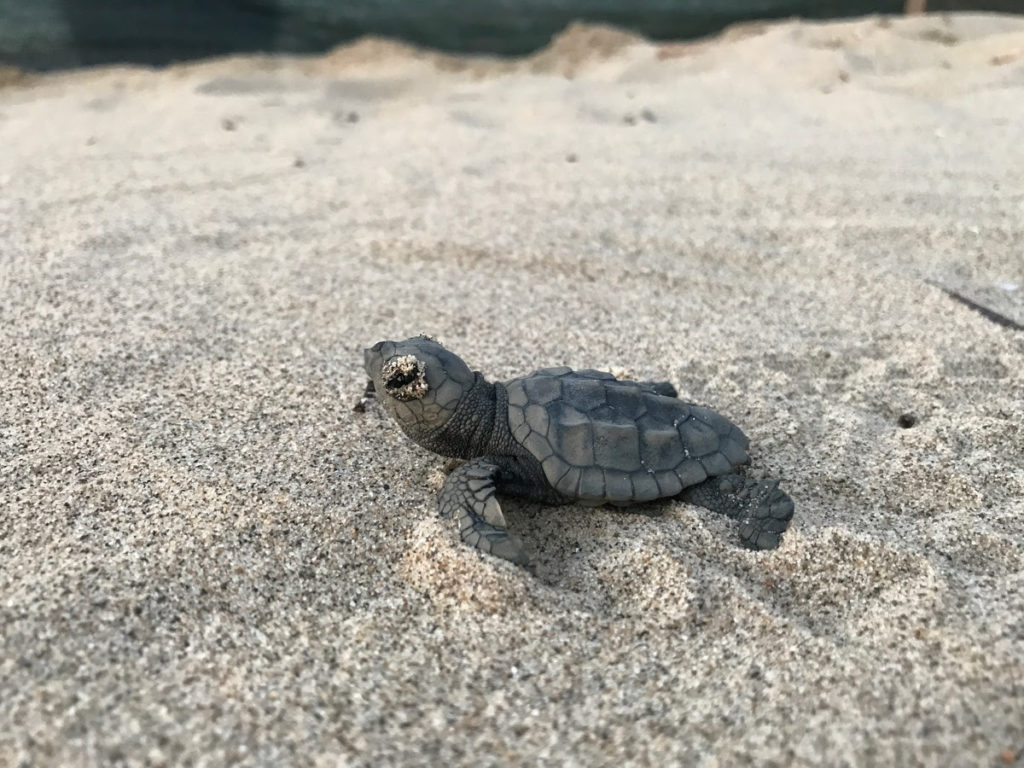 Caretta Caretta Schiusa