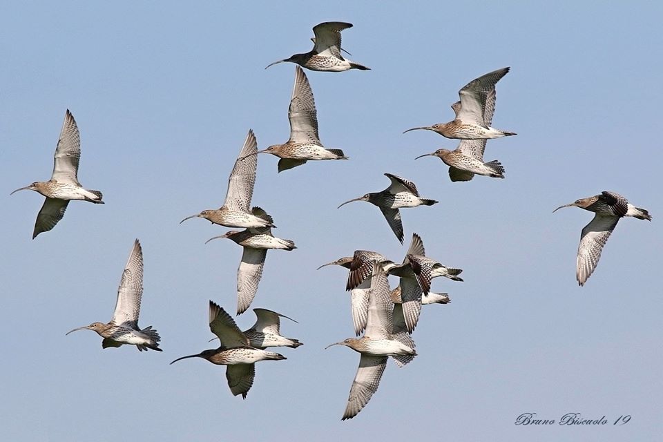 Chiurli M In Volo