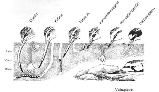 Uccelli Acquatici