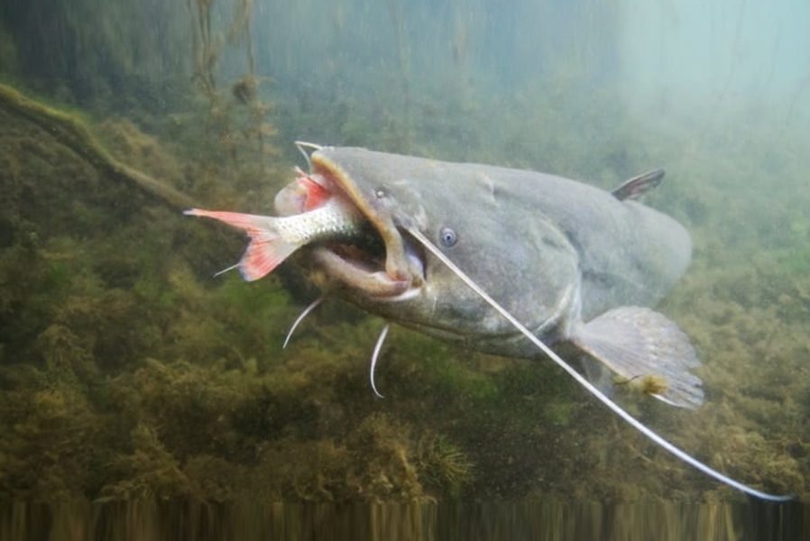Pesce siluro nel Po- Predatore con preda