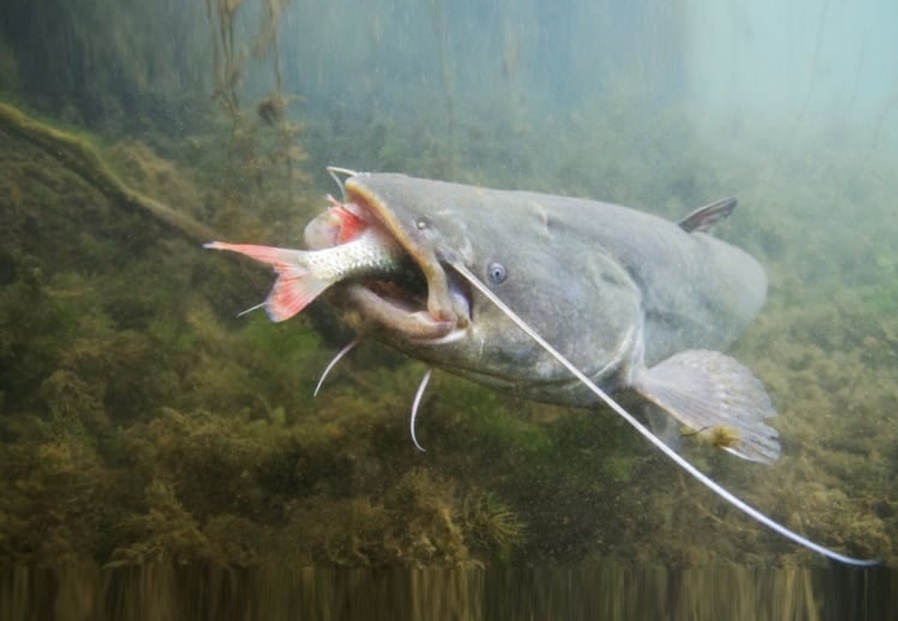 Catfish in the Po- Predator with prey
