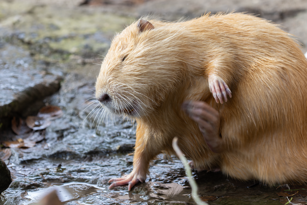 Battaglia alle nutrie - Nutria Chiara in foto