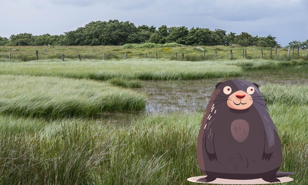 Battaglia alle nutrie - Polesine E Nutrie in foto