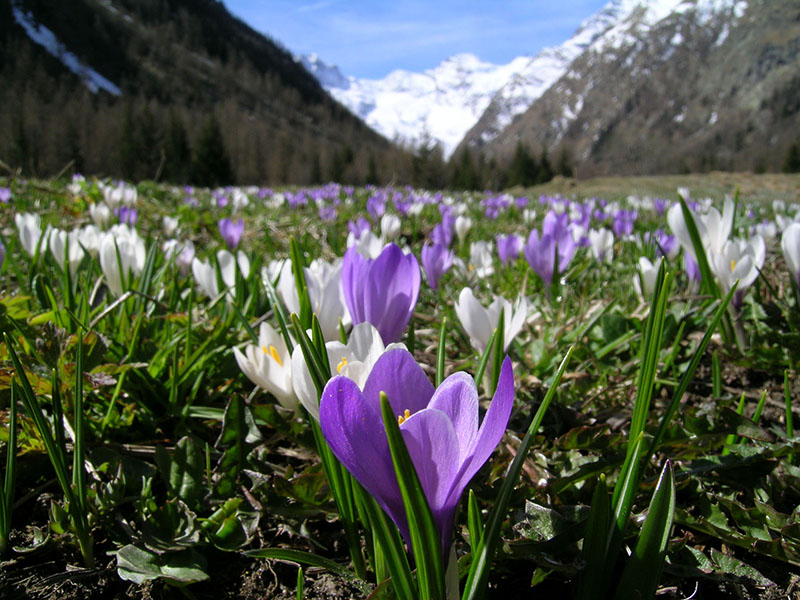 primavera valle d'aosta - foto di un mazzo di fiori