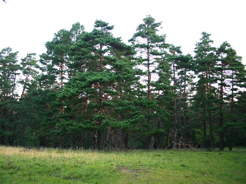 Riserva naturale di Tzatelet - foto di un bosco