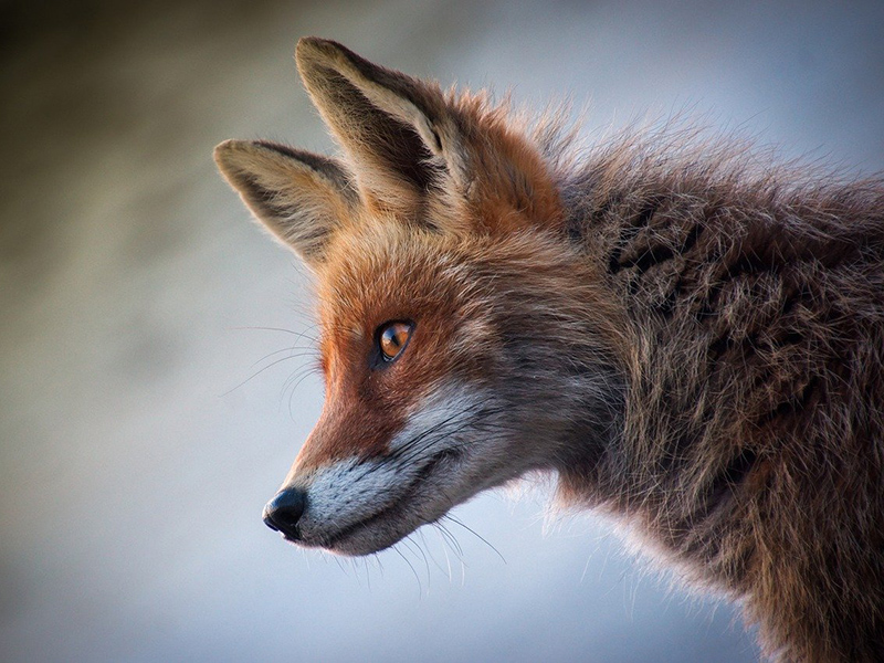 Un esempio di Wildlife Photography: volpe
