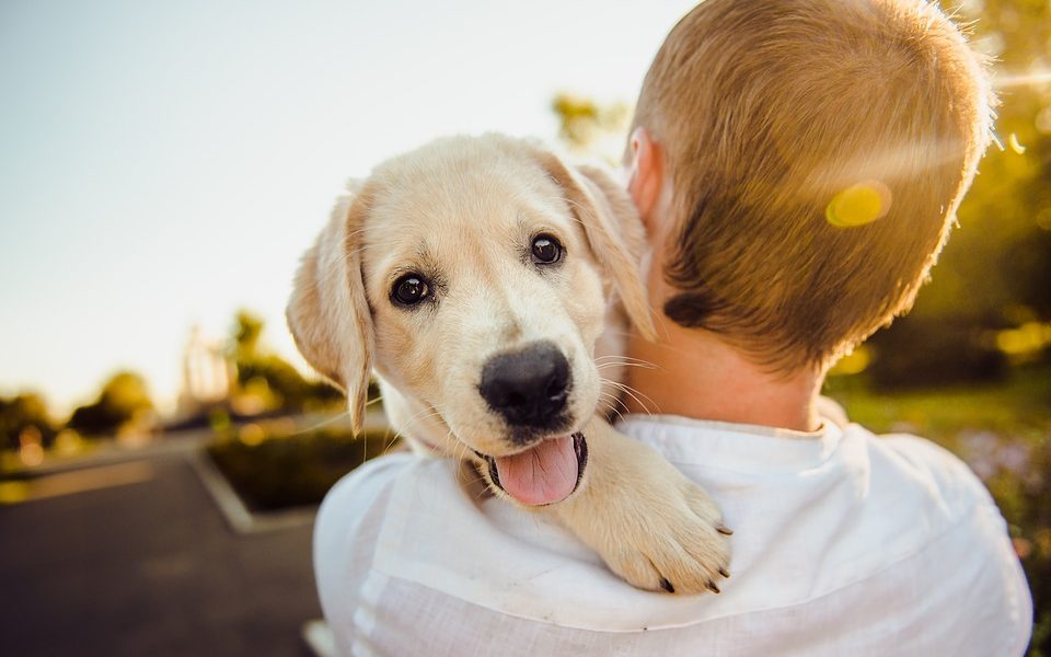 cani a Barcellona-cane in spalla al bambino