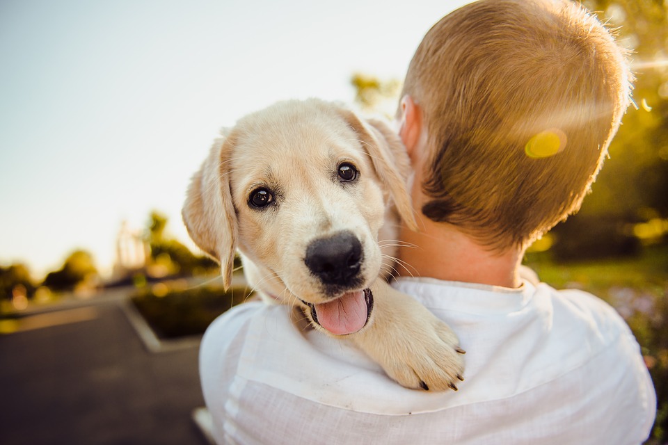 cani a Barcellona-cane in spalla al bambino