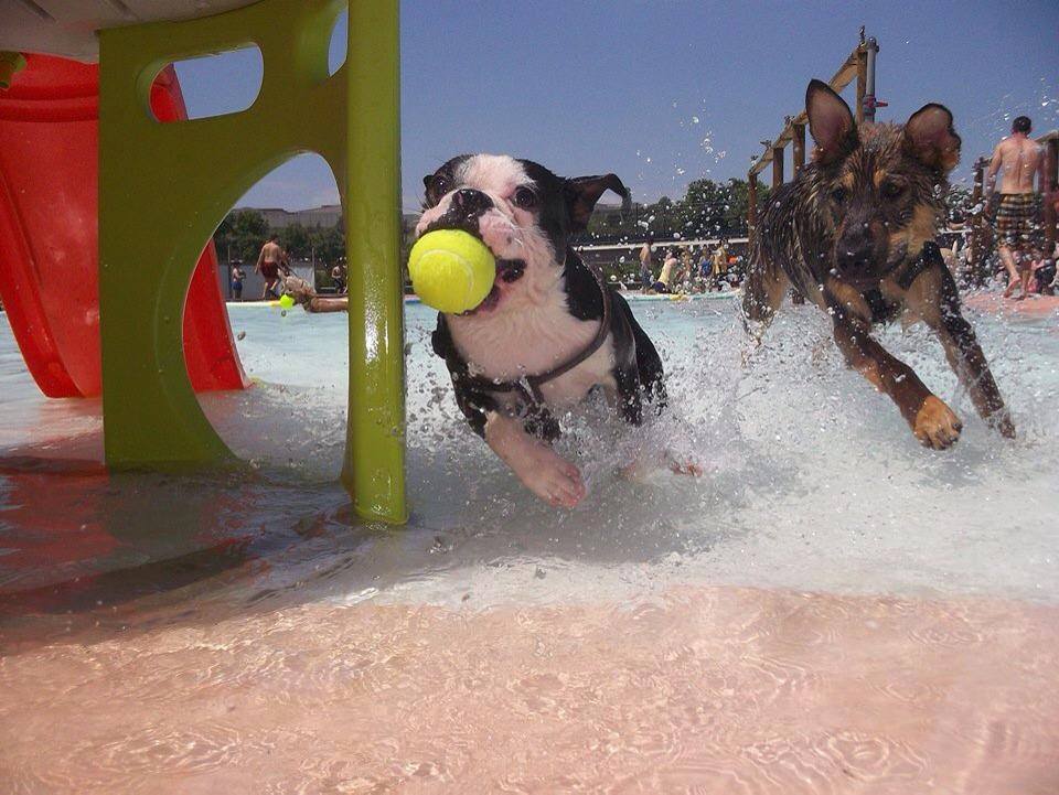 cani a Barcellona-cani in acqua al resort