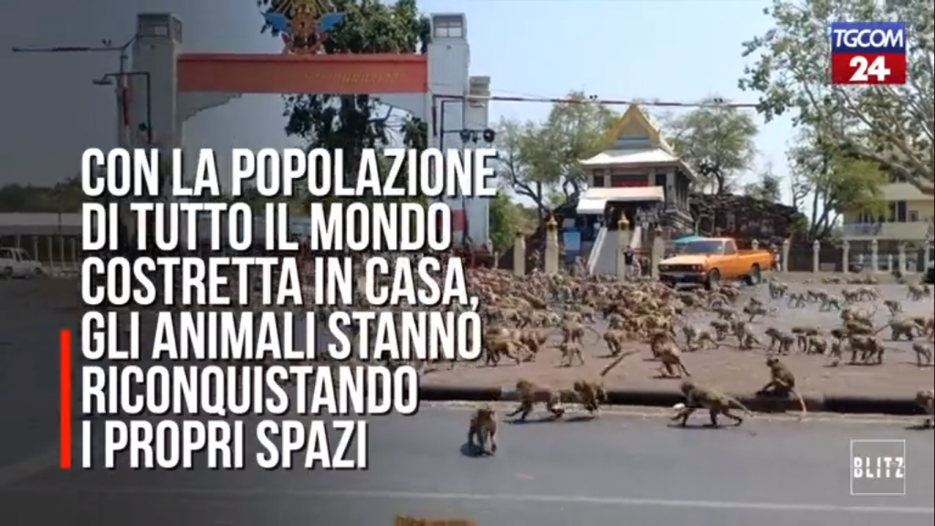 Specie animali-Animali In Strada