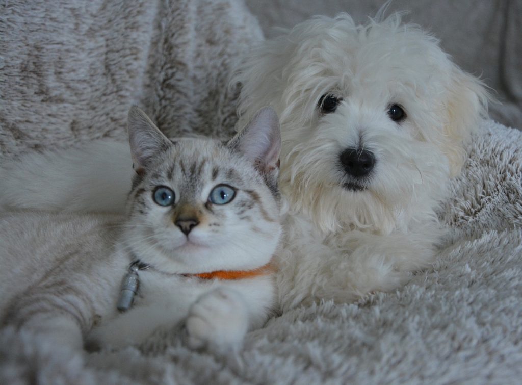 Animali Domestici