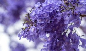 Luis Depardo - Jacarandá De Buenos Aires