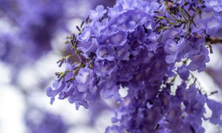 Luis Depardo - Jacarandá De Buenos Aires