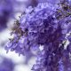 Luis Depardo - Jacarandá De Buenos Aires