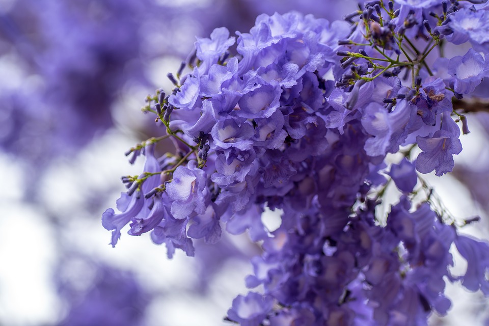 Luis Depardo - Jacarandá De Buenos Aires