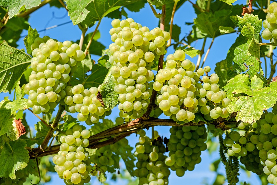 Vinos friulanos - Uvas