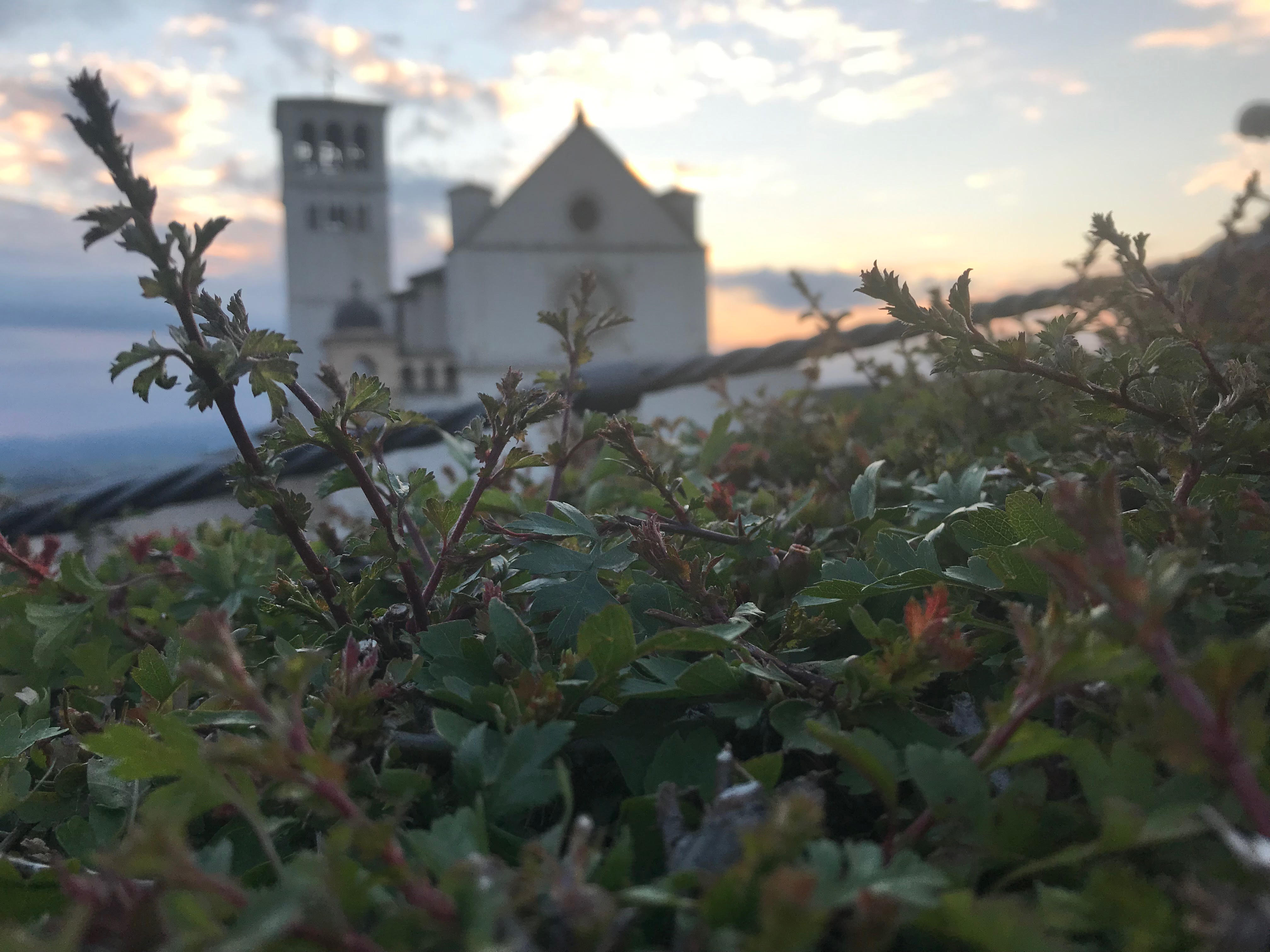 Docentes de italiano - Basilica de Assisi