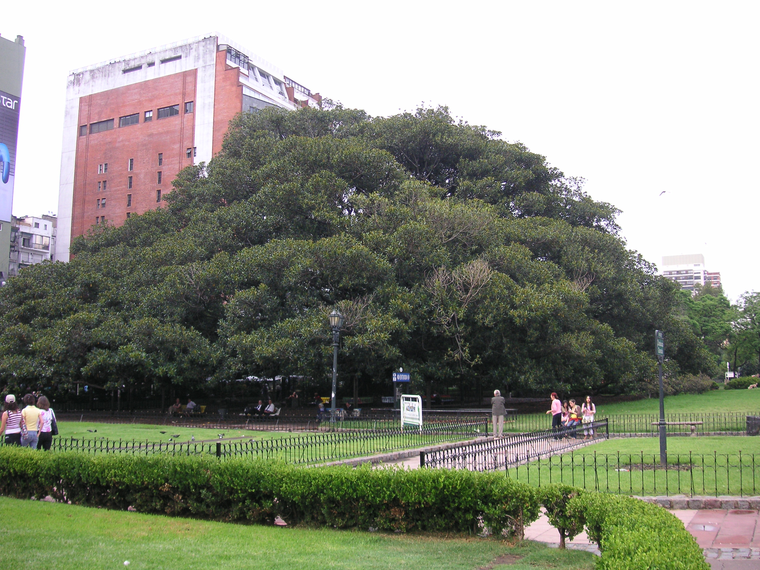 Paseo de la Recoleta - Gomero della Recoleta