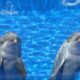 Cropped Delfines En El Aquarium 1.jpg