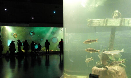 Acuario Gran Pecera