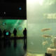 Acuario Gran Pecera
