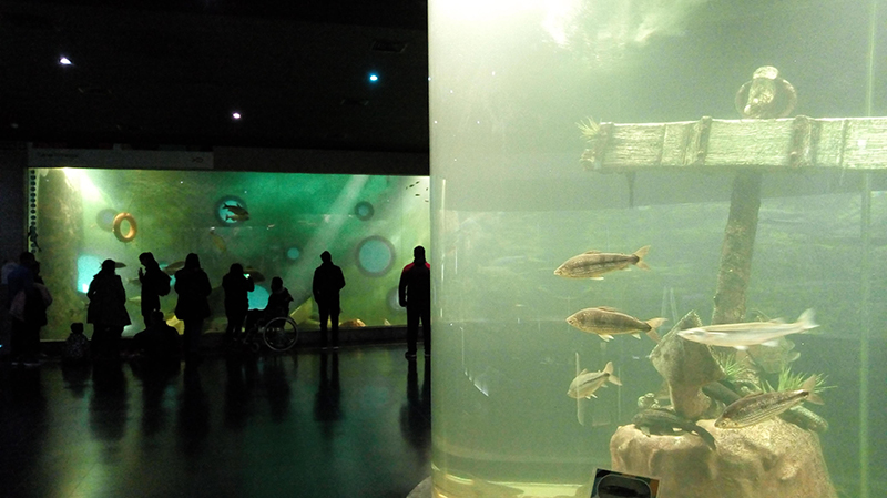 Acuario Gran Pecera