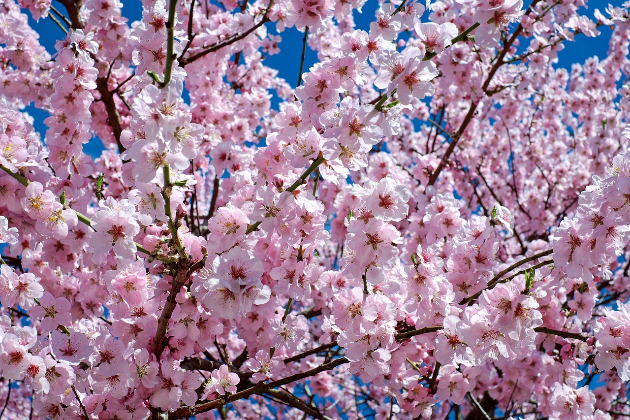 La primavera - El almendro en flor