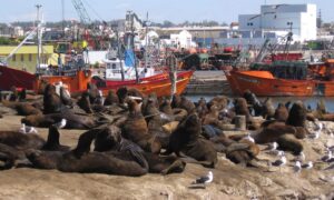 Cropped Lobos Marinos Mar Del Plata.jpg