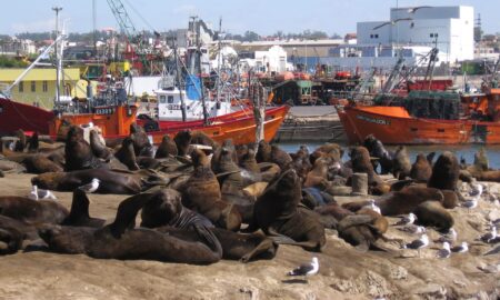 Cropped Lobos Marinos Mar Del Plata.jpg