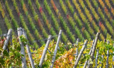 Bodega Trapiche