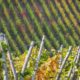 Bodega Trapiche