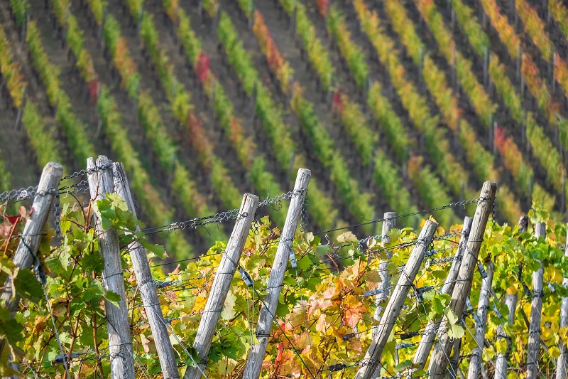 Bodega Trapiche