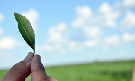 Caá Yarí Hoja Verde