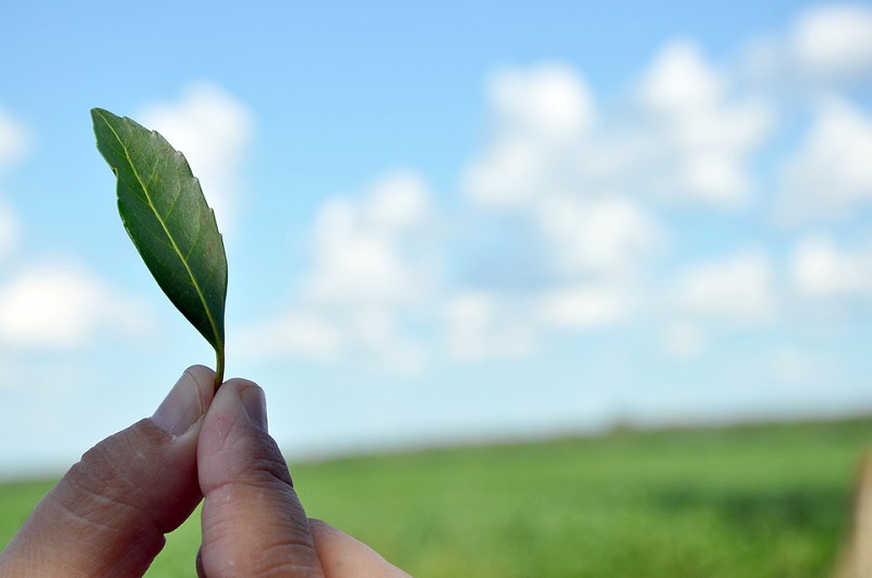 Caá Yarí Hoja Verde